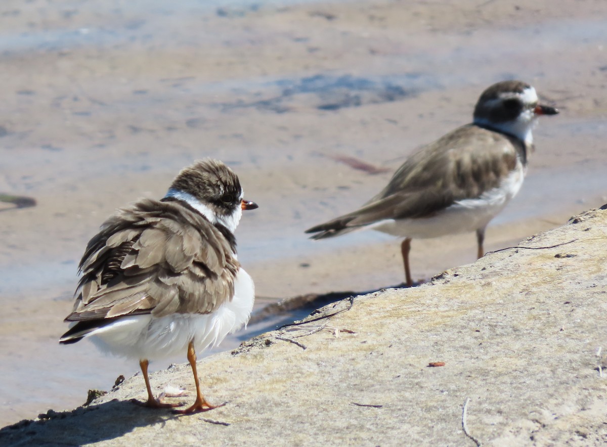 Semipalmated Plover - ML152994921