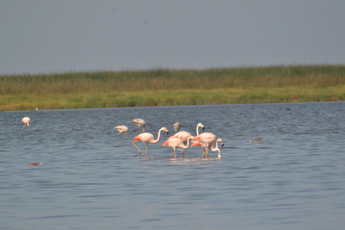 Chilean Flamingo - ML152995261