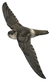 White-rumped Swiftlet Illustration