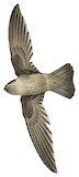 Indian Swiftlet Illustration