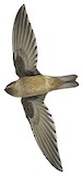 Mascarene Swiftlet Illustration