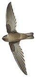 Seychelles Swiftlet Illustration