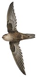 Mossy-nest Swiftlet Illustration