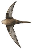 Scarce Swift Illustration