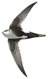 White-throated Swift Illustration