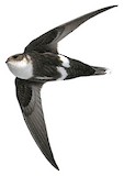 White-tipped Swift Illustration