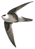 Andean Swift Illustration