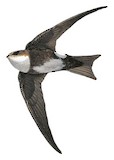 Antillean Palm Swift Illustration