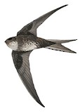 Pygmy Palm Swift Illustration