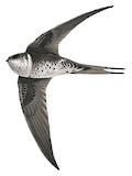 Fork-tailed Palm Swift Illustration