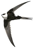 Great Swallow-tailed Swift Illustration