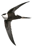 Lesser Swallow-tailed Swift Illustration