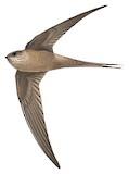 Malagasy Palm Swift Illustration