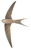 African Palm Swift Illustration