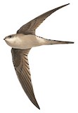 Asian Palm Swift Illustration