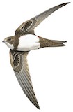 Alpine Swift Illustration