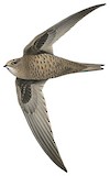 Mottled Swift Illustration