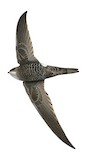 Blyth's Swift Illustration