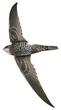 Pacific Swift Illustration