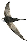 White-rumped Swift Illustration