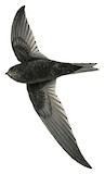 Bates's Swift Illustration