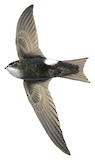 Horus Swift Illustration