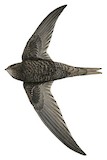 African Black Swift Illustration