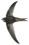 Malagasy Black Swift Illustration