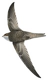 Forbes-Watson's Swift Illustration