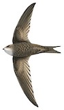 Pallid Swift Illustration