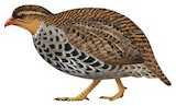 Udzungwa Forest Partridge Illustration