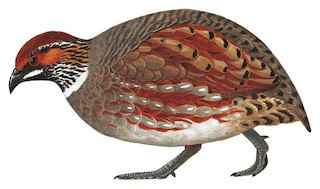 Arborophila torqueola batemani