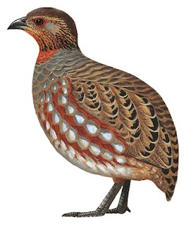 Arborophila torqueola torqueola