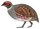 Hill Partridge Illustration