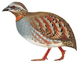 Rufous-throated Partridge Illustration