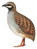 White-cheeked Partridge Illustration