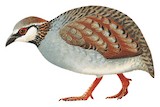 Taiwan Partridge Illustration