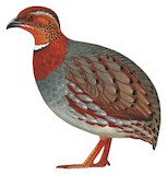 Chestnut-breasted Partridge Illustration