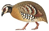 Bar-backed Partridge Illustration