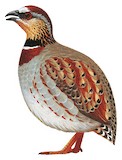 White-necklaced Partridge Illustration