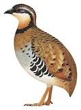 Orange-necked Partridge Illustration