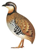 Orange-necked Partridge Illustration