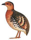 Siamese Partridge Illustration