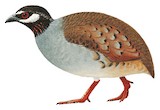 Malayan Partridge Illustration