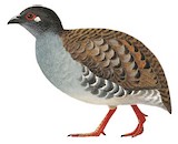 Sumatran Partridge Illustration