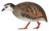 Grey-breasted Partridge Illustration