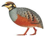 Chestnut-bellied Partridge Illustration