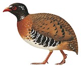 Red-billed Partridge Illustration