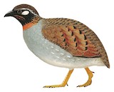 Hainan Partridge Illustration