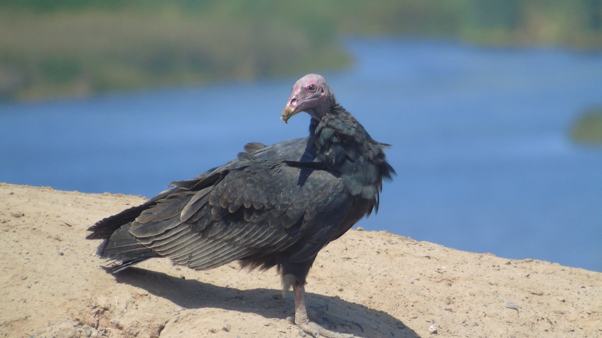 Turkey Vulture - ML152996891